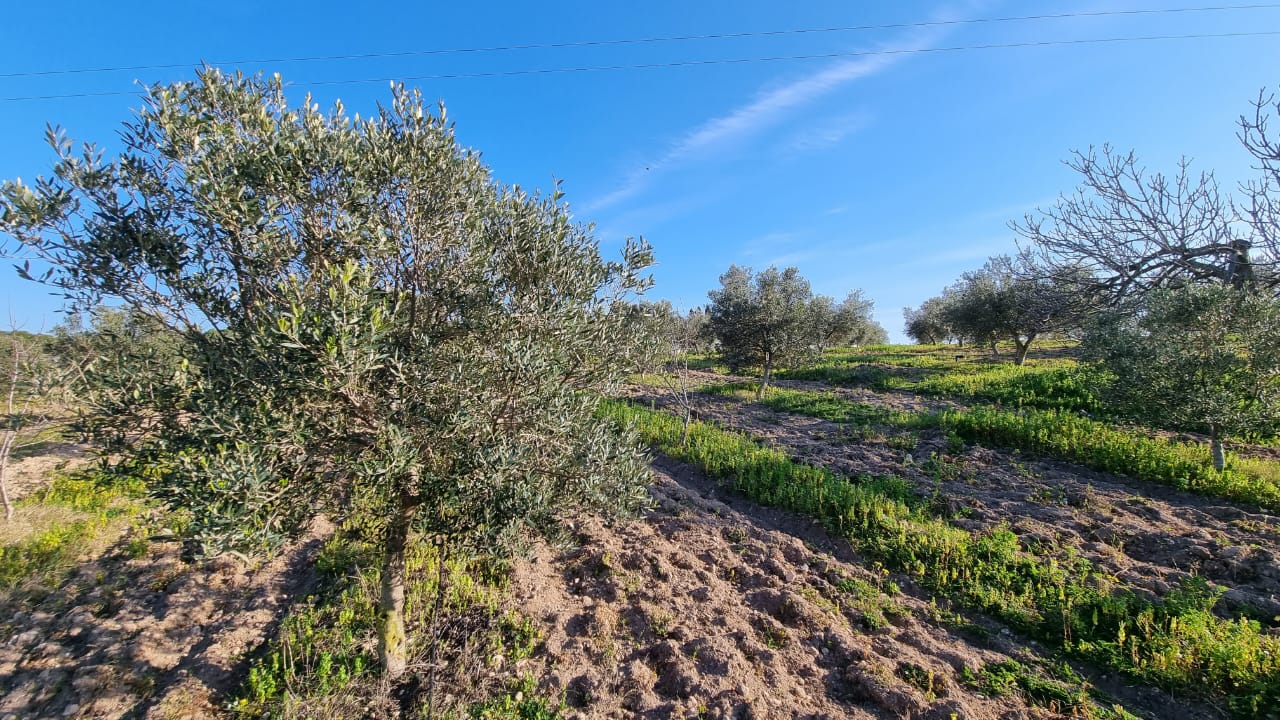 Korba Bou Lidine Terrain Terrain agricole Korba vnt senia agricole olive