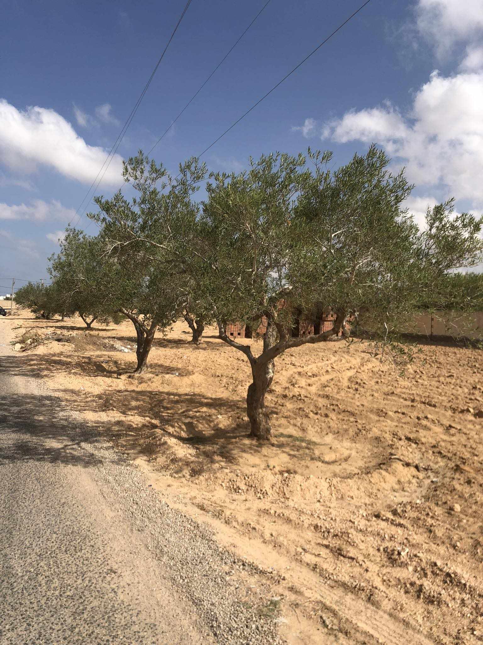Djerba - Houmet Essouk Hachene Terrain Terrain nu Lot de terrain