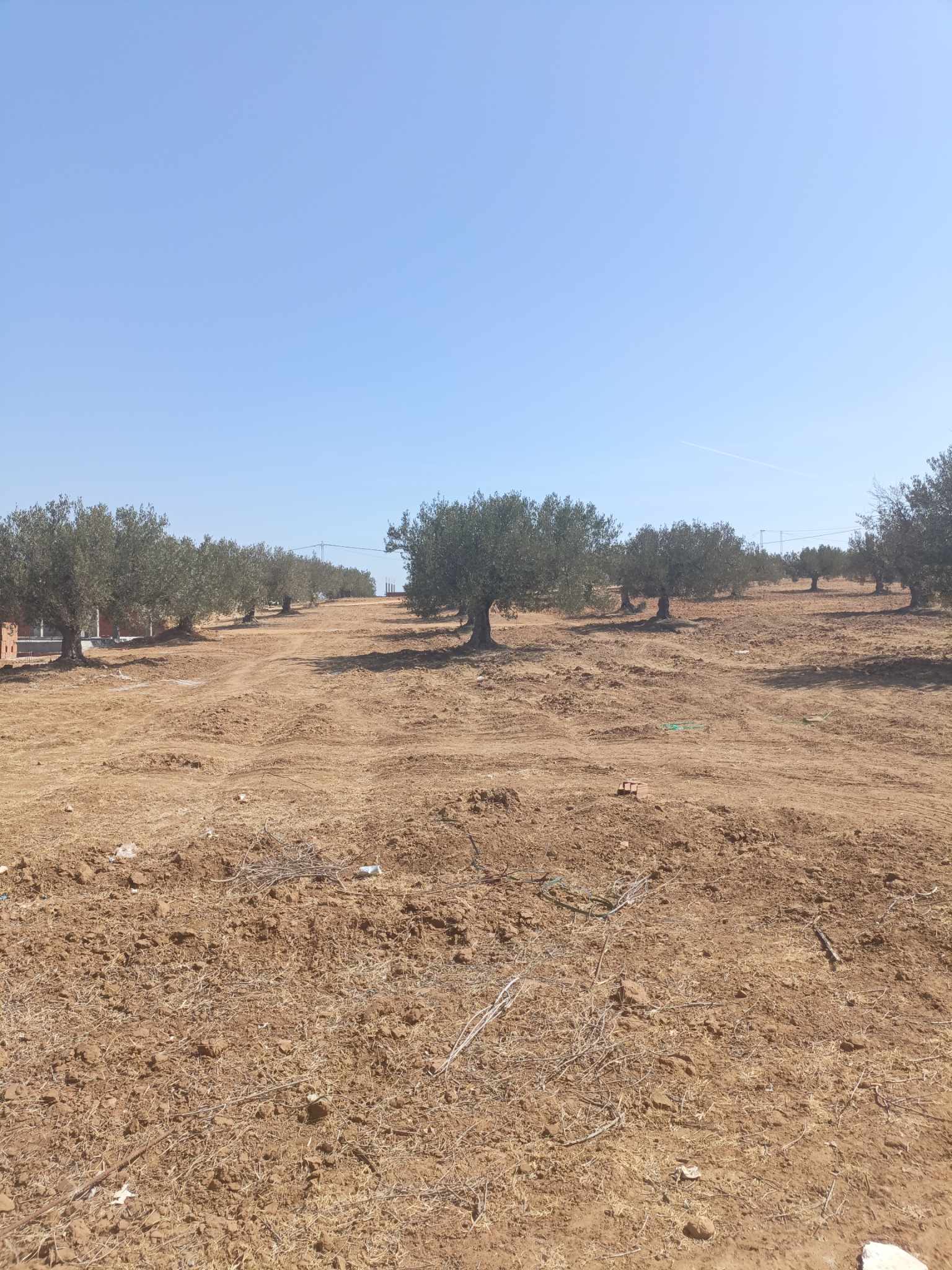 Hammamet Hammamet Terrain Terrain agricole Occasion ne pas rater 500m  45md  hammamet