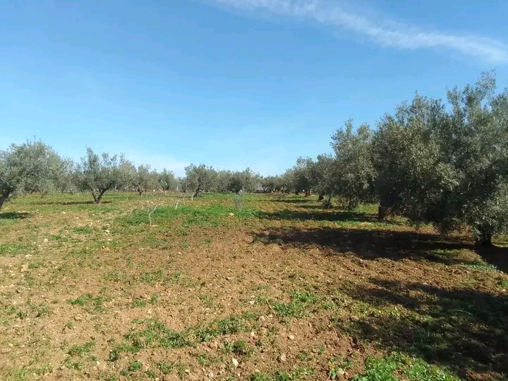 Zaghouan Zaghouan Terrain Terrain agricole Ferme olive avec une villa