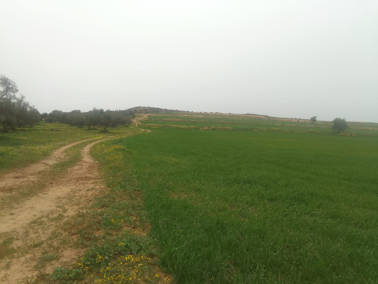 Zaghouan Zaghouan Terrain Terrain agricole 53 hectare nu