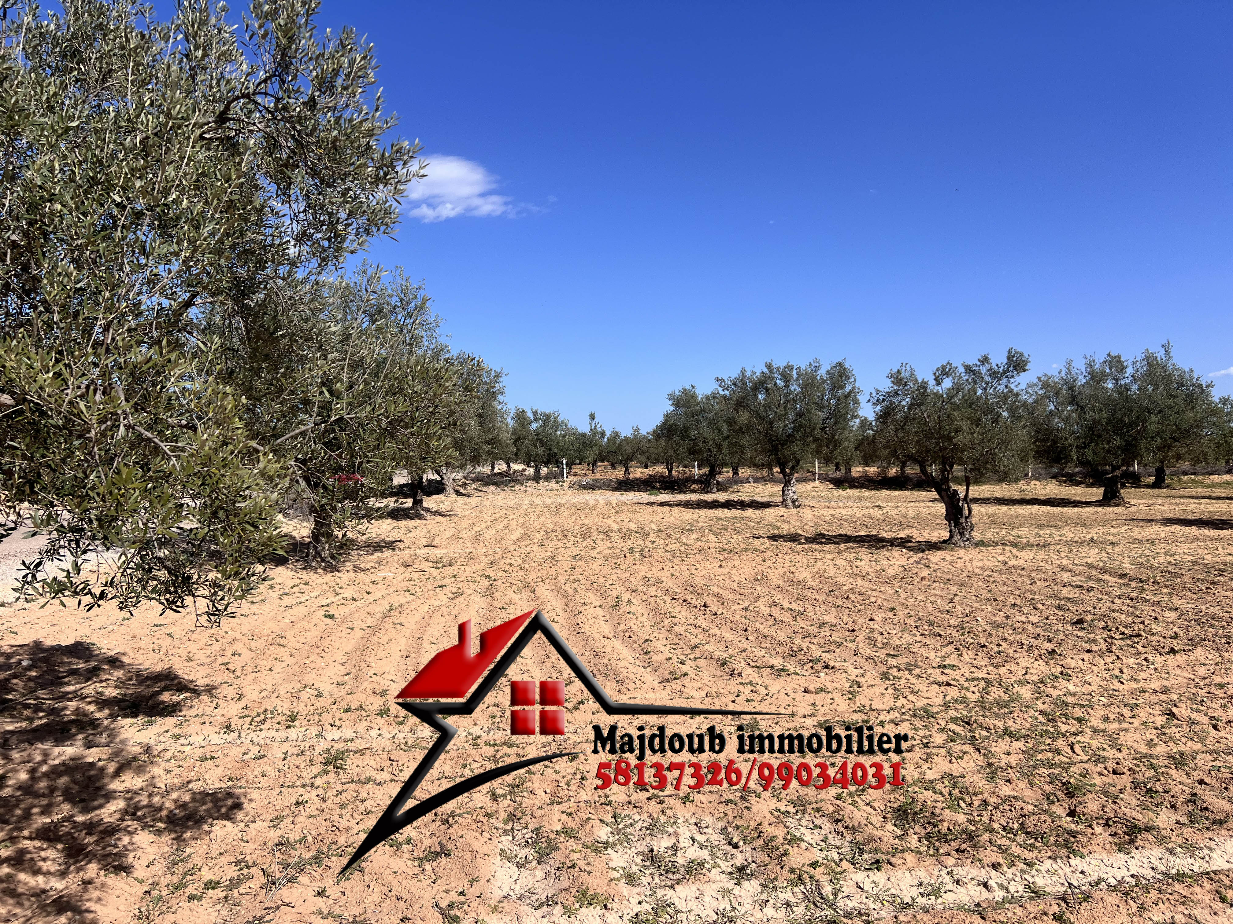 Kalaa Essghira Ennagr Terrain Terrain agricole 110 olives