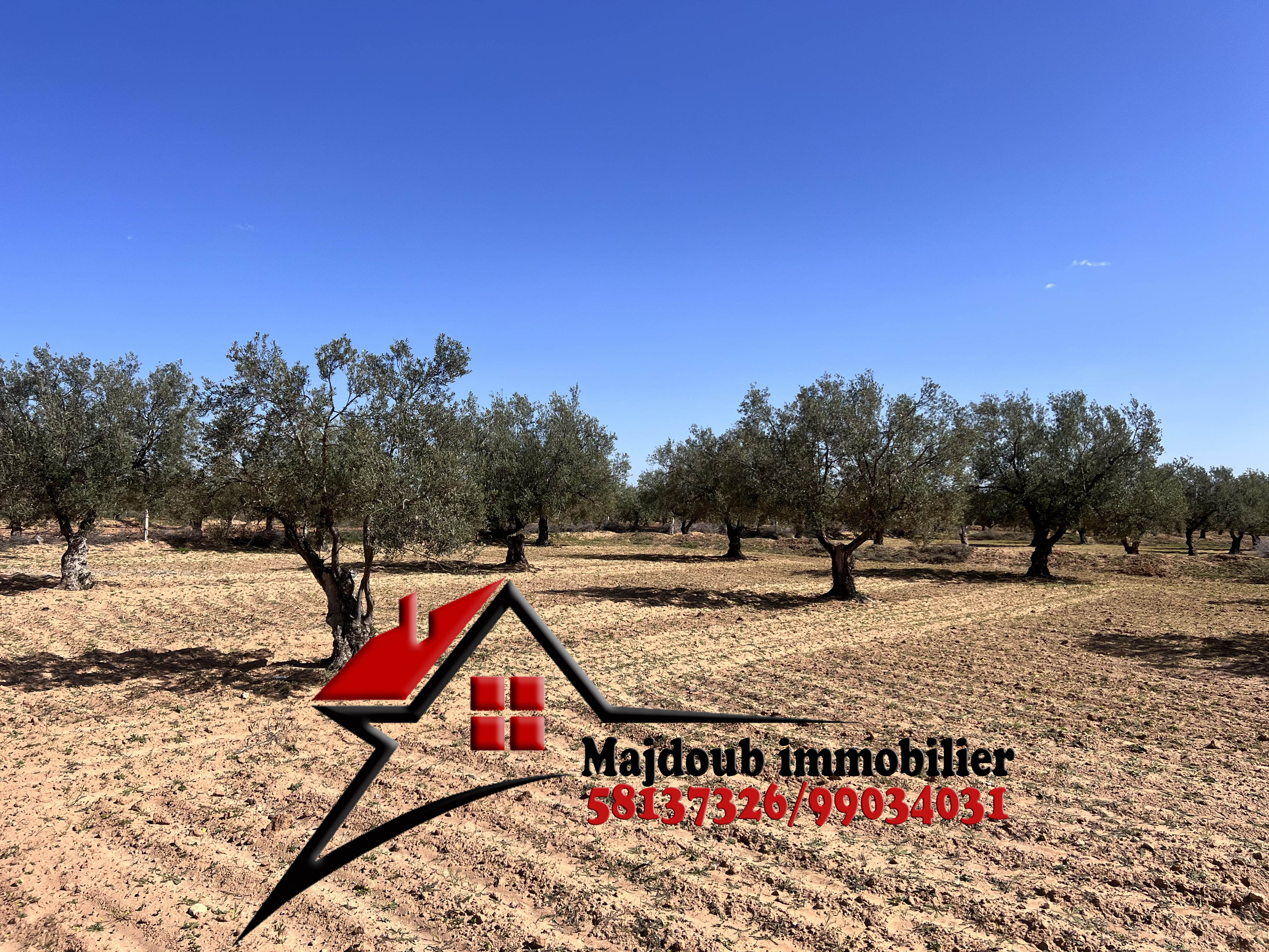 Kalaa Essghira Ennagr Terrain Terrain agricole 110 olives