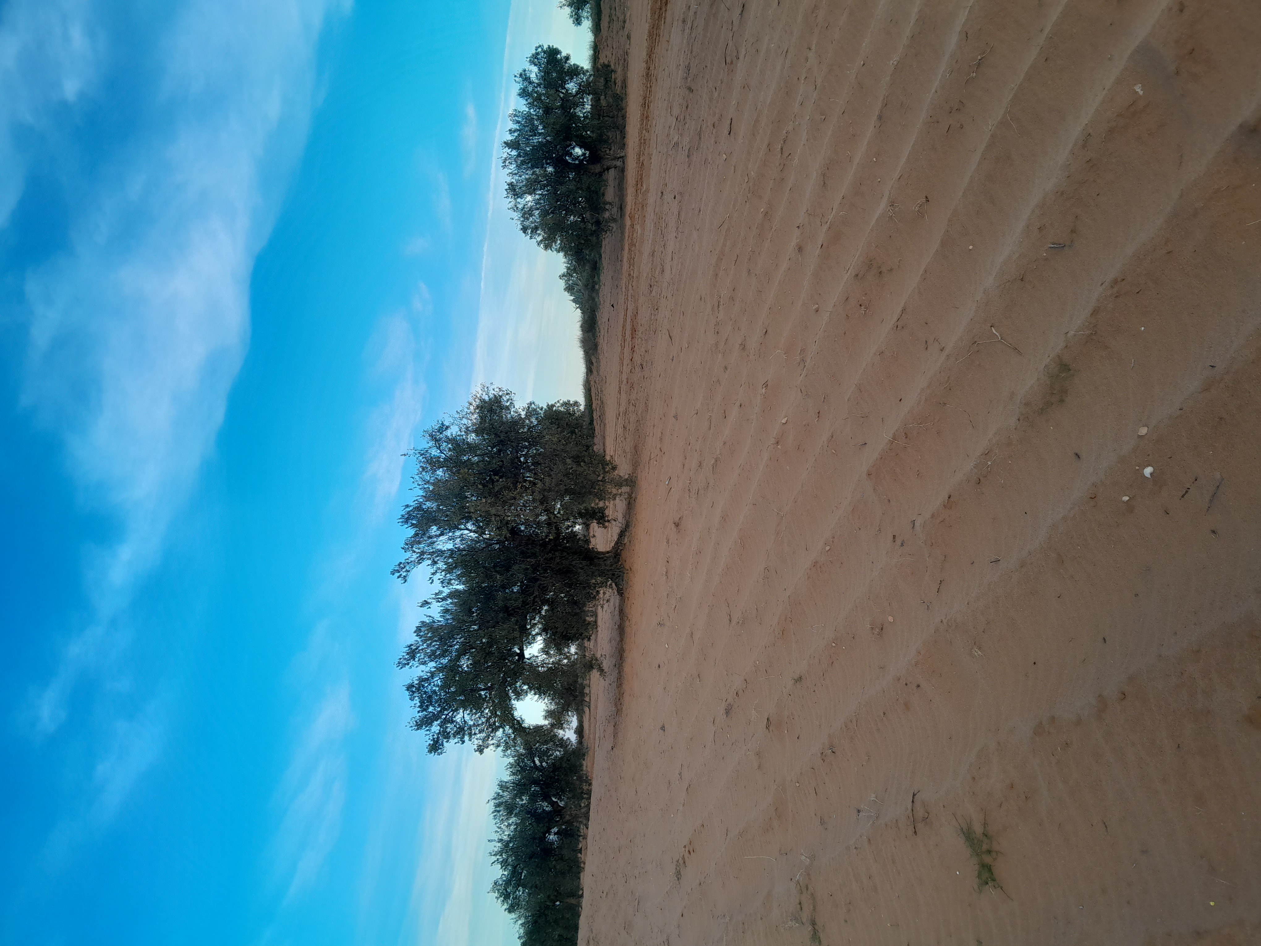 Menzel Chaker Bou Thadi Terrain Terrain agricole Houaza 53 p d'olives anciens 24 m entre arbres