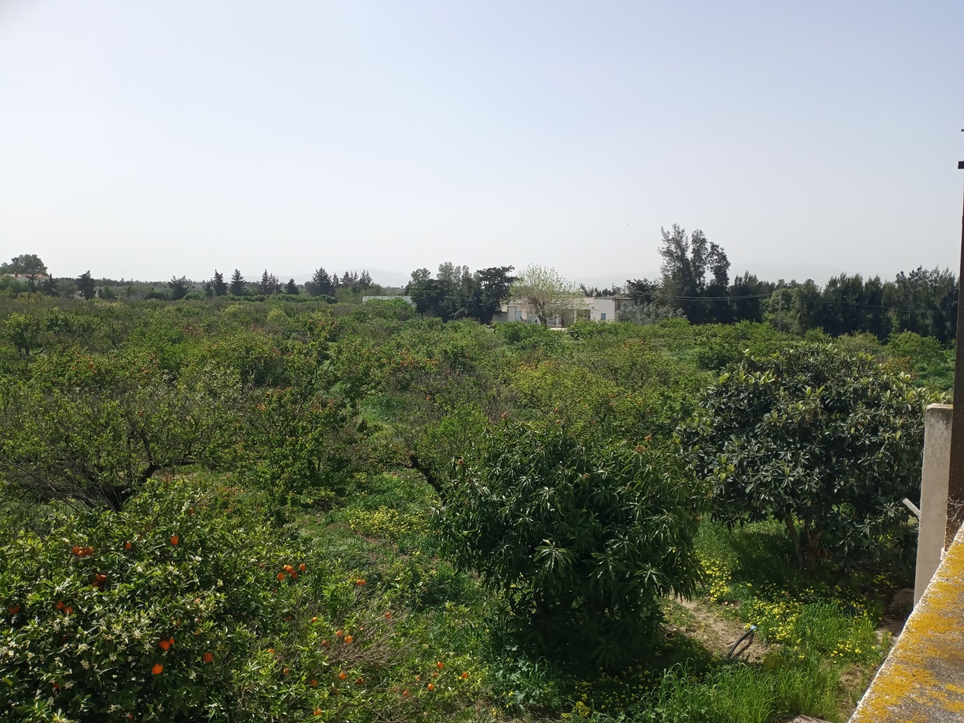 Soliman Bou Charray Terrain Terrain agricole Senia 8 hectares  bou charray