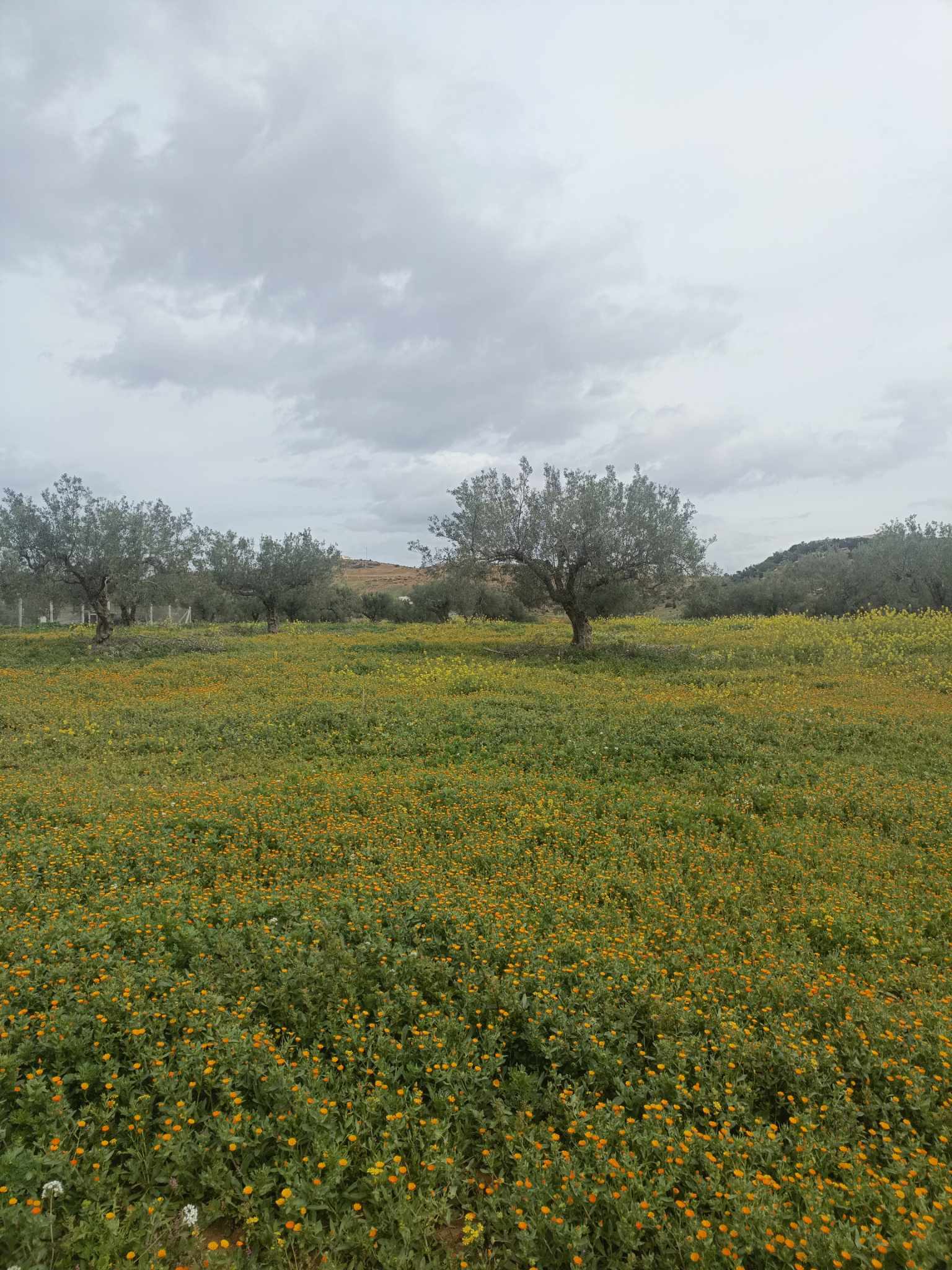 Hammamet Hammamet Terrain Terrain agricole Av 7245m avec oliviers  hammamet sud