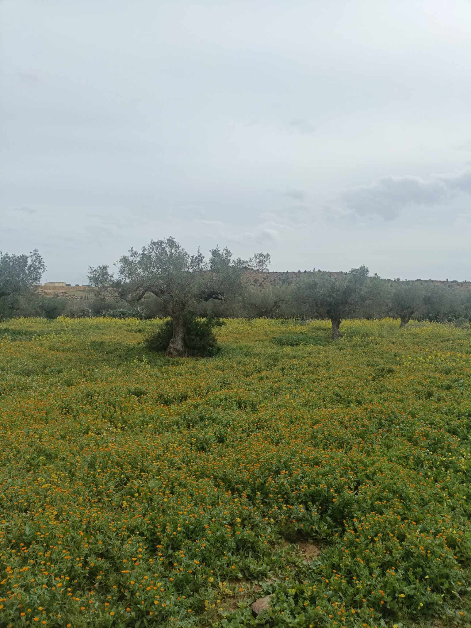 Hammamet Hammamet Terrain Terrain agricole Av 7245m avec oliviers  hammamet sud