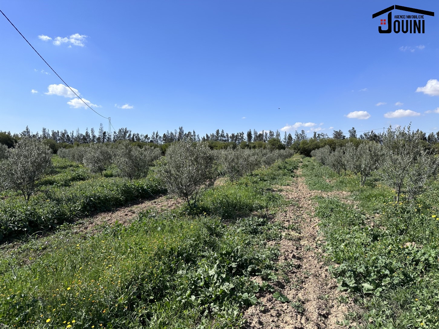Zaghouan Cite 20 Mars Terrain Terrain agricole Ferme de 18 hectares sur la route a zaghouan