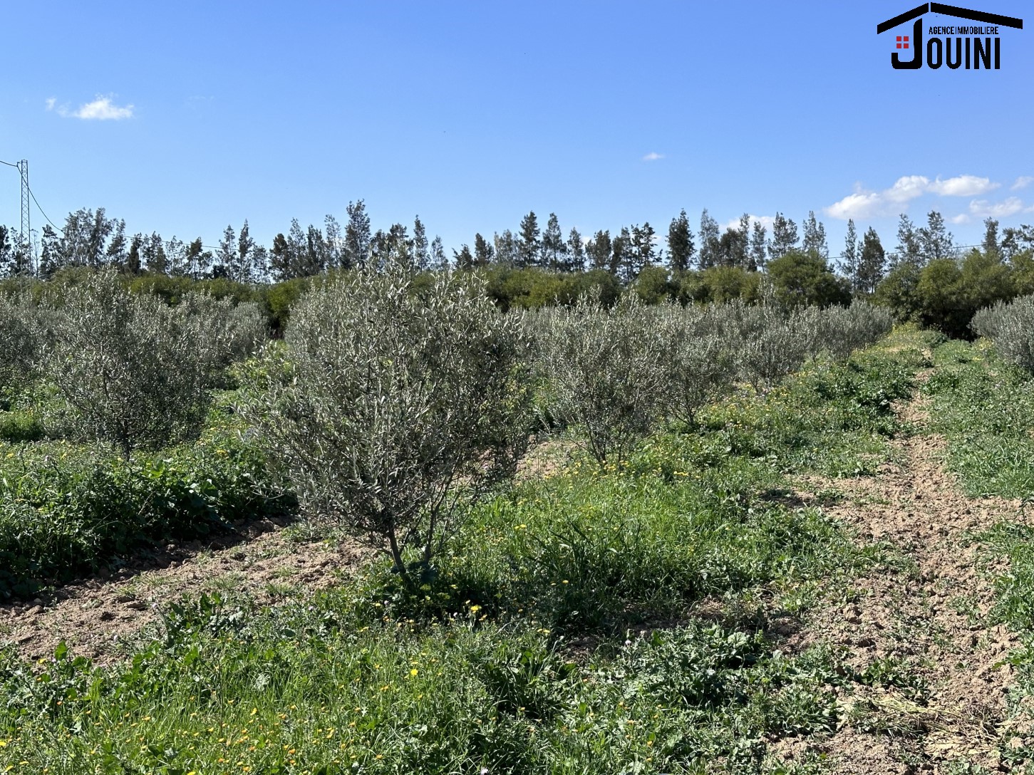Zaghouan Cite 20 Mars Terrain Terrain agricole Ferme de 18 hectares sur la route a zaghouan