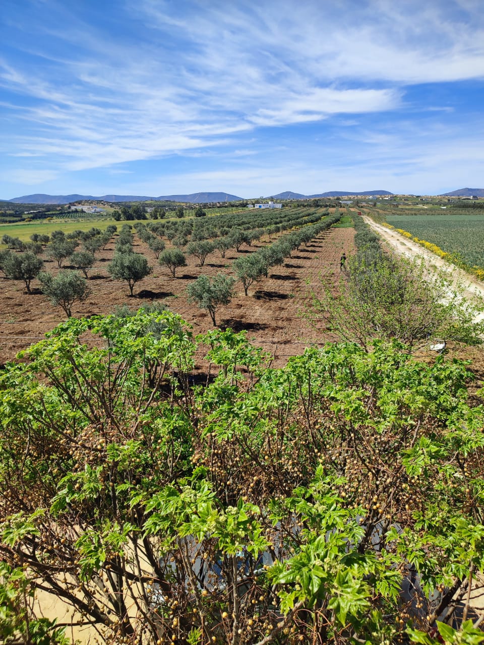 Korba Korba Terrain Terrain agricole Senia agricole    korba nabeul  nabeul