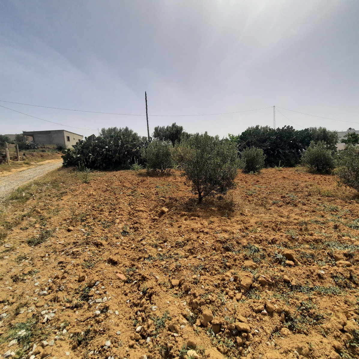 Hammamet Sidi Jedidi Terrain Terrain agricole Un hectare plant de 100 oliviers