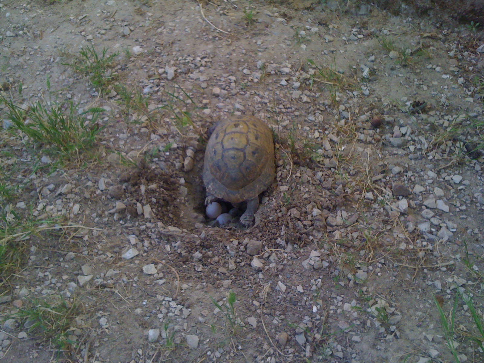 Ezzahra Cite Du Port Autre Autre Des tortues terrestres  ezzahra