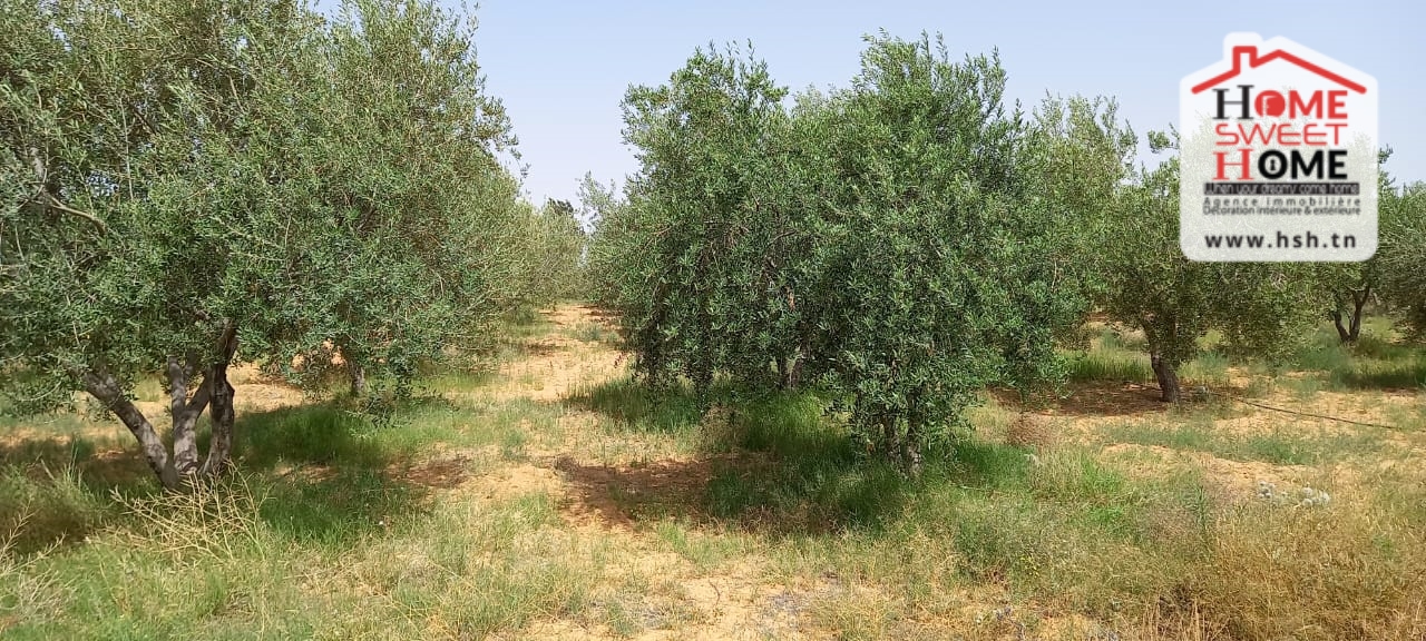 Gafsa Sud Gafsa Terrain Terrain agricole Terrain agricole essaei  gafsa