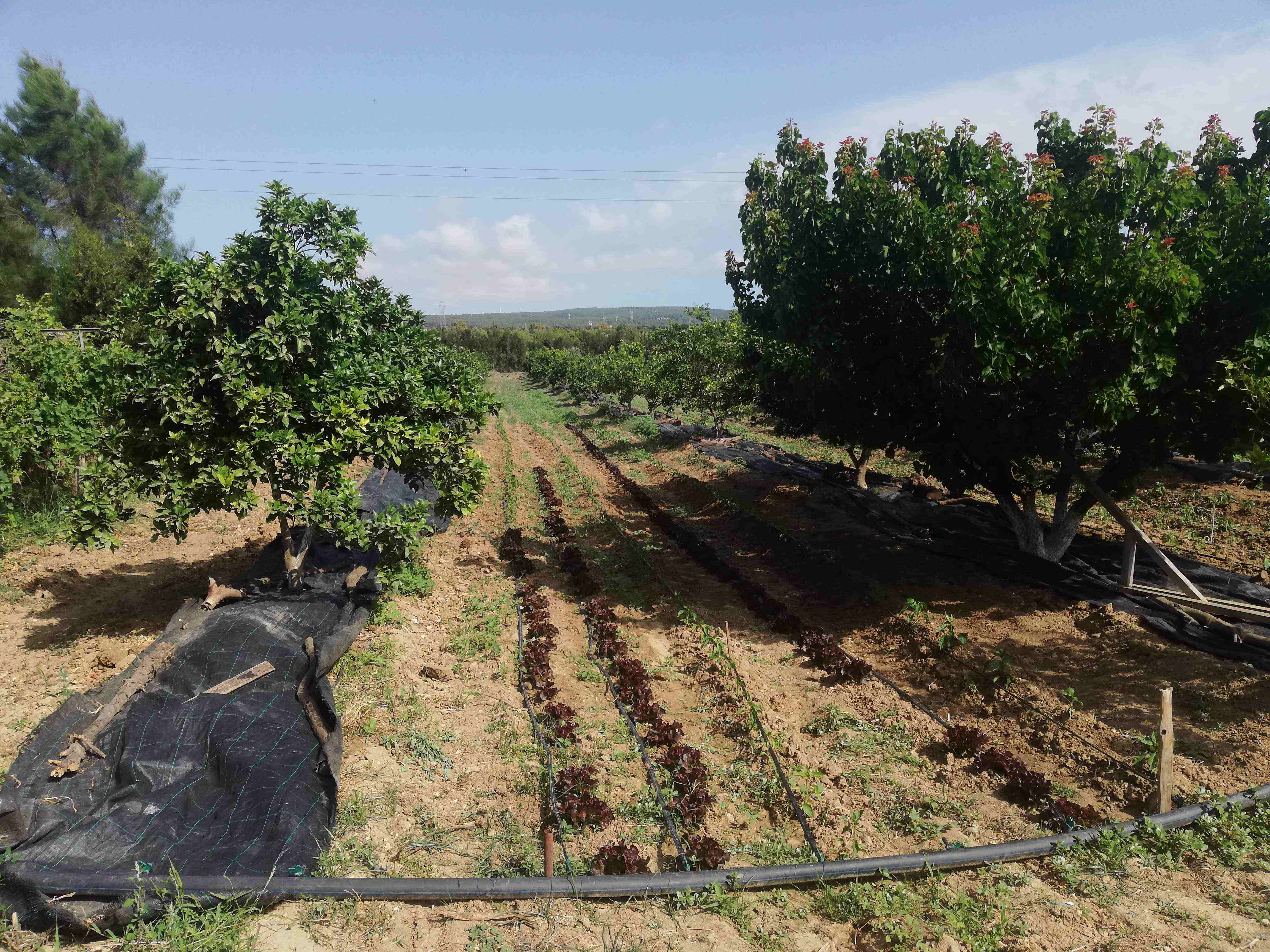 Menzel Jemil El Azib Vente Surfaces Ferme snia 2ha el azib bizerte