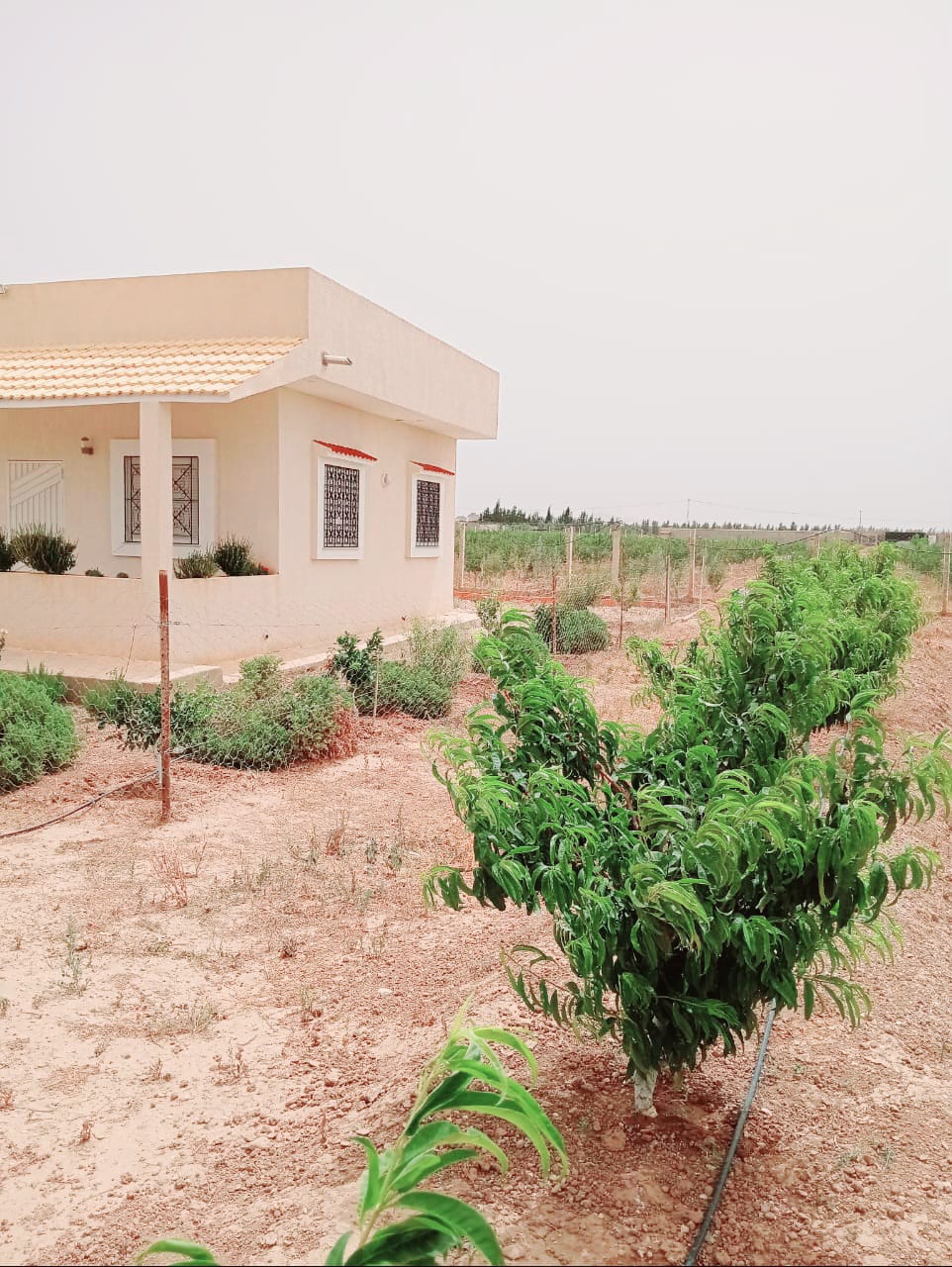 Mejez El Bab Mejez El Bab Terrain Terrain agricole Ferme pechers