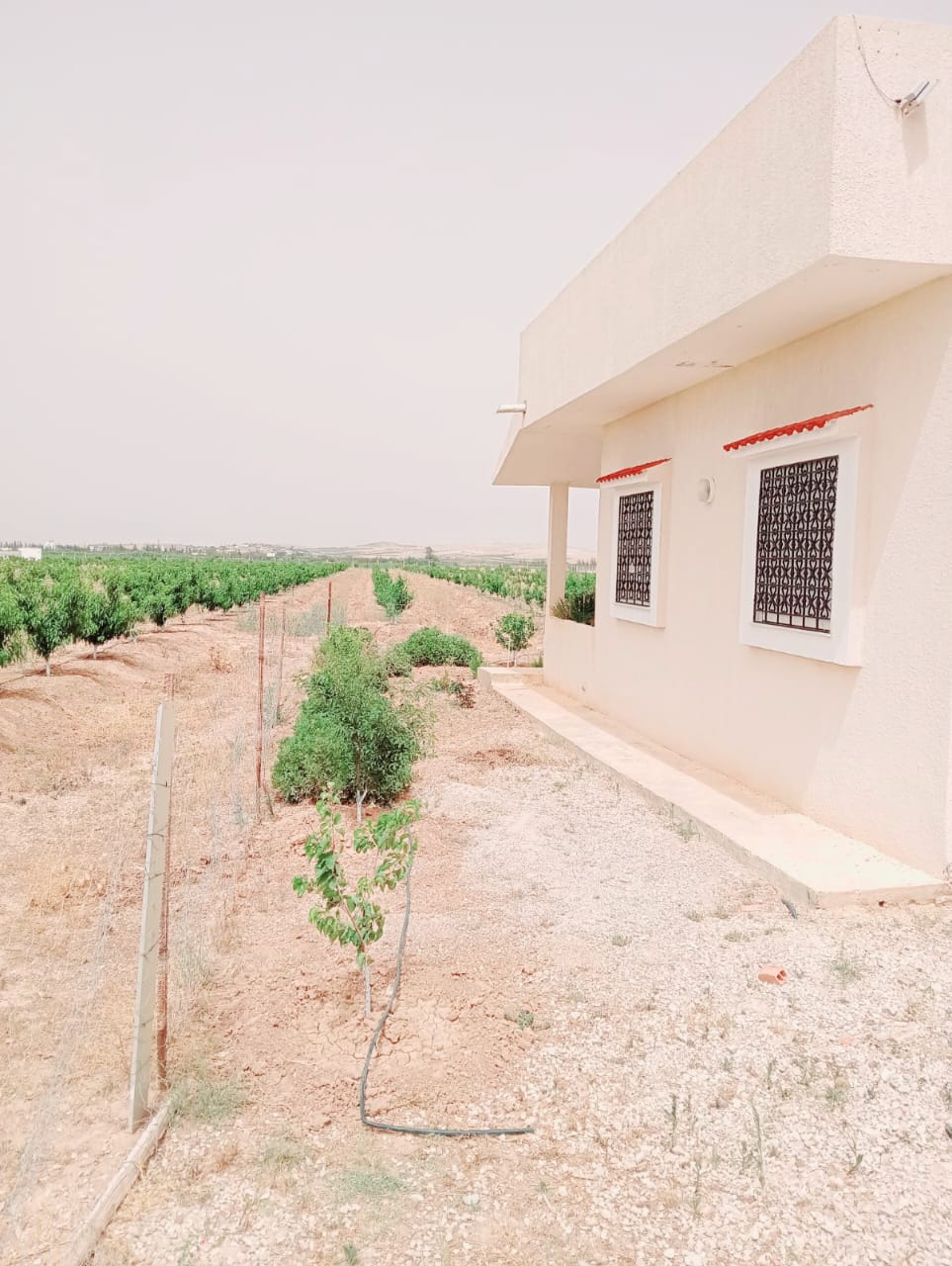 Mejez El Bab Mejez El Bab Terrain Terrain agricole Ferme pechers