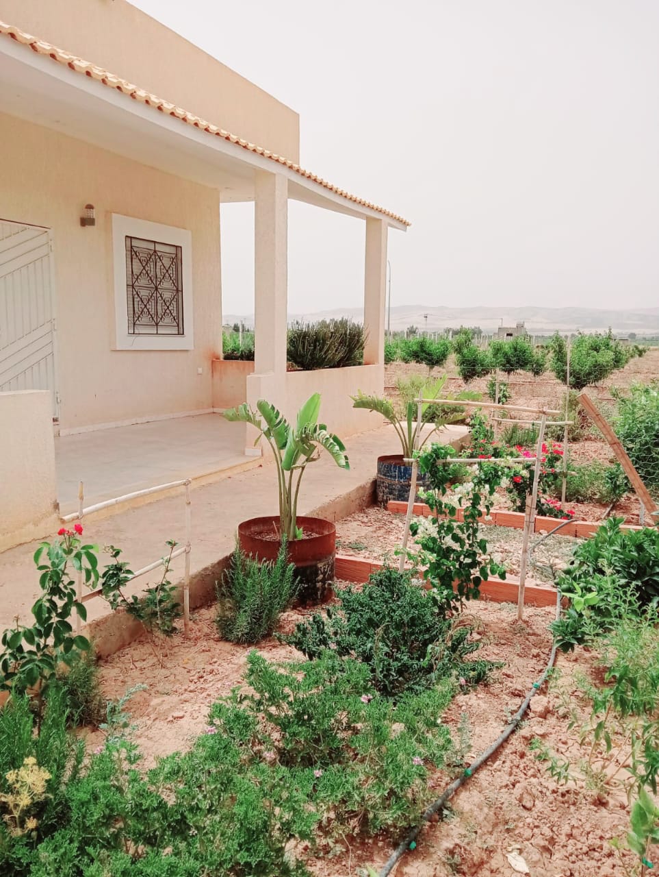 Mejez El Bab Mejez El Bab Terrain Terrain agricole Ferme pechers