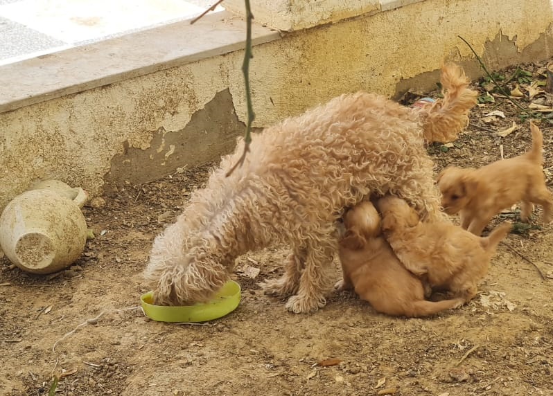 Jemmal Cite El Manar 1 Chiens Autre 4 caniches bichon  ge 1 mois et demi  jemmel