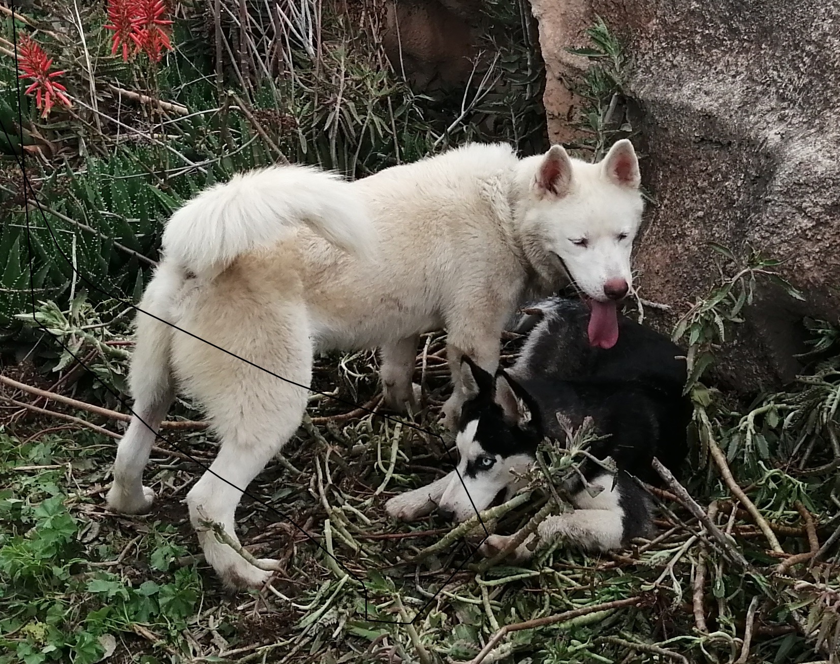 La Soukra La Soukra Chiens Autre Beau husky blanc