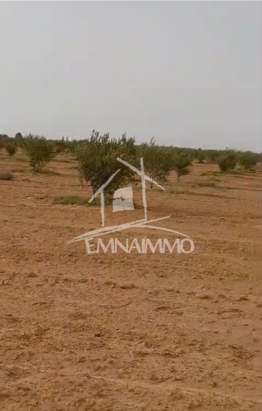 Esskhira Esskhira Terrain Terrain agricole Proprit agricole  sfax