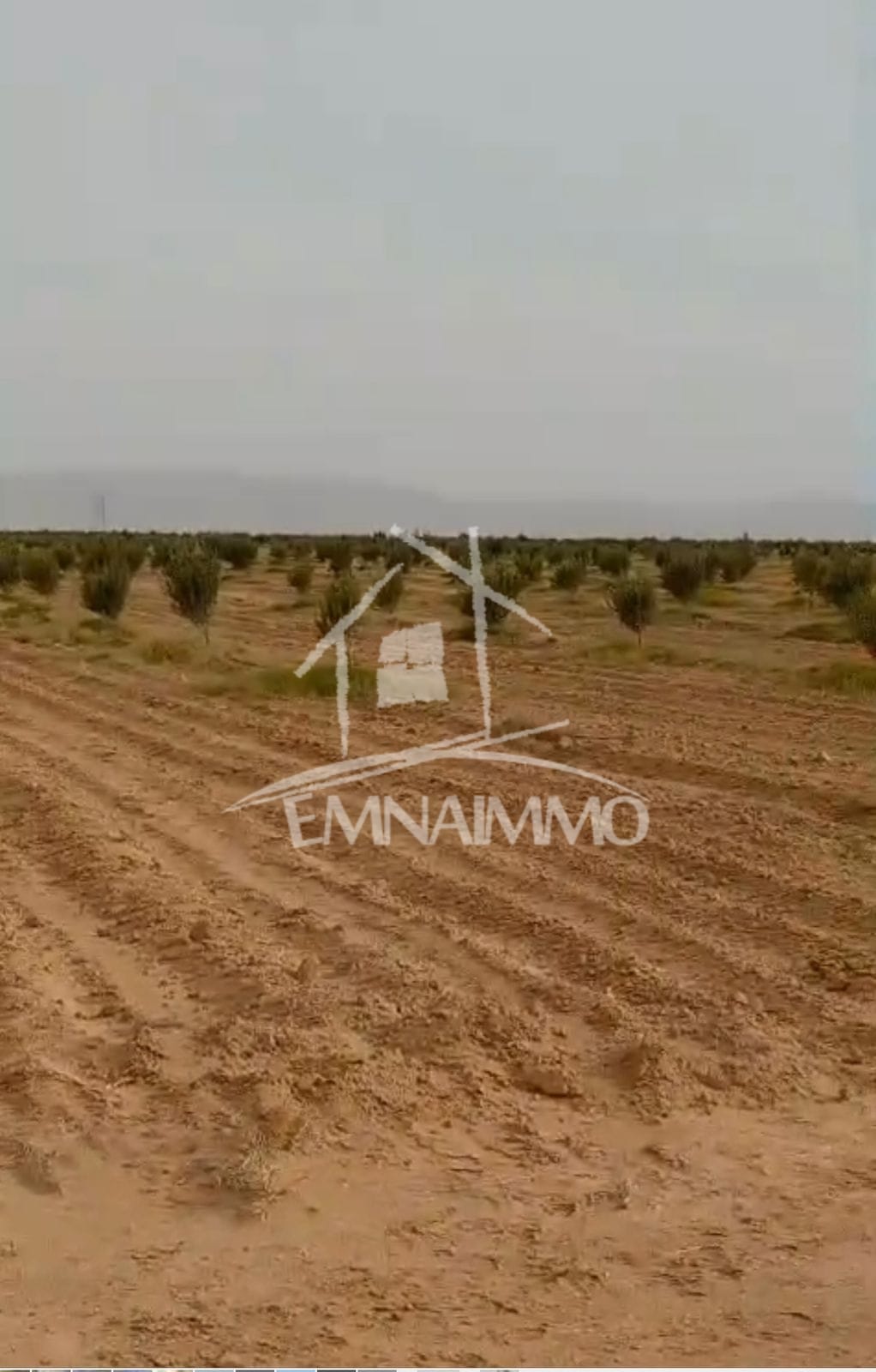 Esskhira Esskhira Terrain Terrain agricole Proprit agricole  sfax