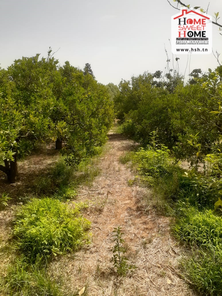 Menzel Bouzelfa Menzel Bouzelfa Terrain Terrain agricole Terrain agricole khayrat el saba  menzel bouzelfa