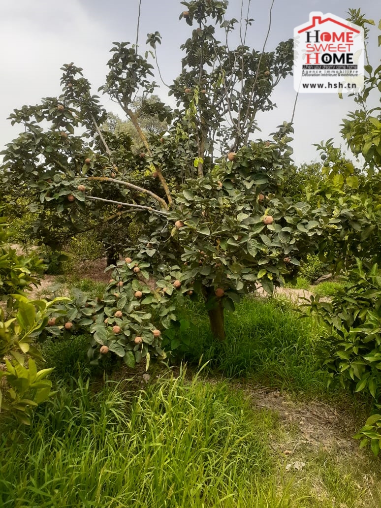 Menzel Bouzelfa Menzel Bouzelfa Terrain Terrain agricole Terrain agricole khayrat el saba  menzel bouzelfa