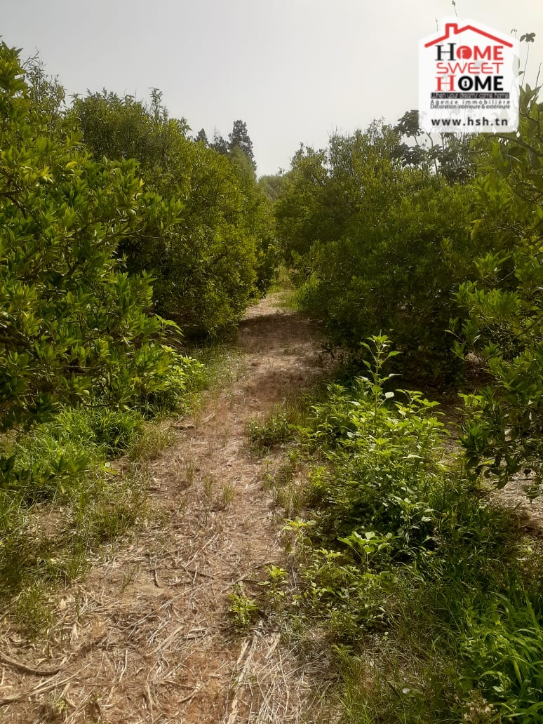 Menzel Bouzelfa Menzel Bouzelfa Terrain Terrain agricole Terrain agricole khayrat el saba  menzel bouzelfa