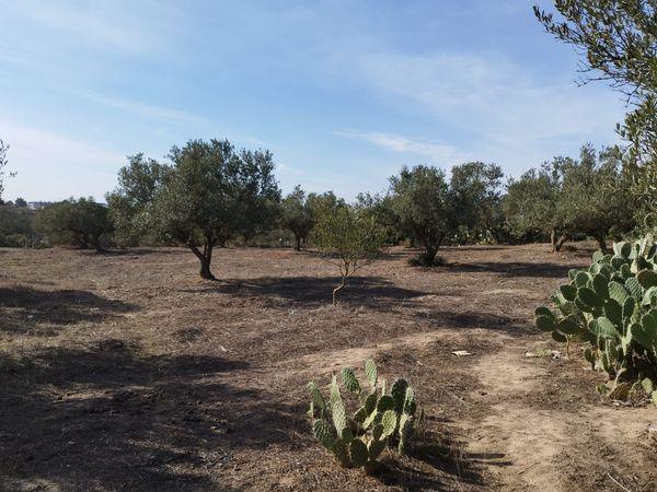 Kelibia Kelibia Terrain Terrain agricole Terrain arbor a kelibia