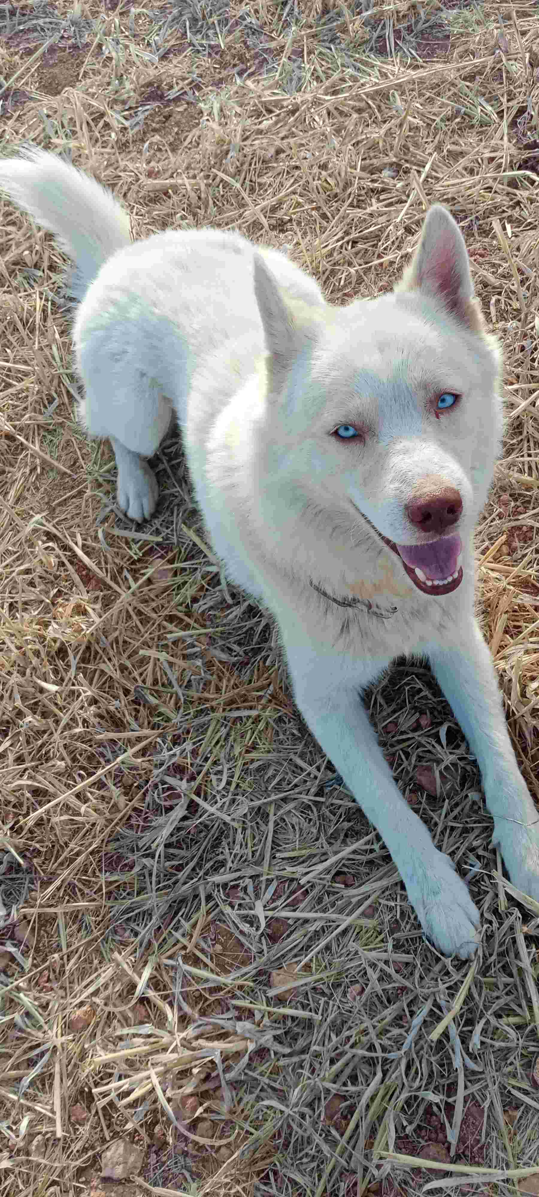 Mnihla Jardins d'el Menzah Chiens Autre Husky a jardin d'el menzah 2