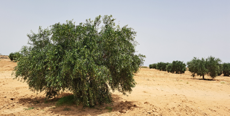 Ghraiba Ghraiba Vente Surfaces Terrain  ghraiba sfax