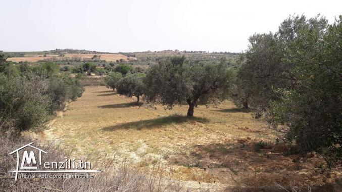 Dahmani Charket Essaboun Terrain Terrain agricole Terrain agricole avec des olives