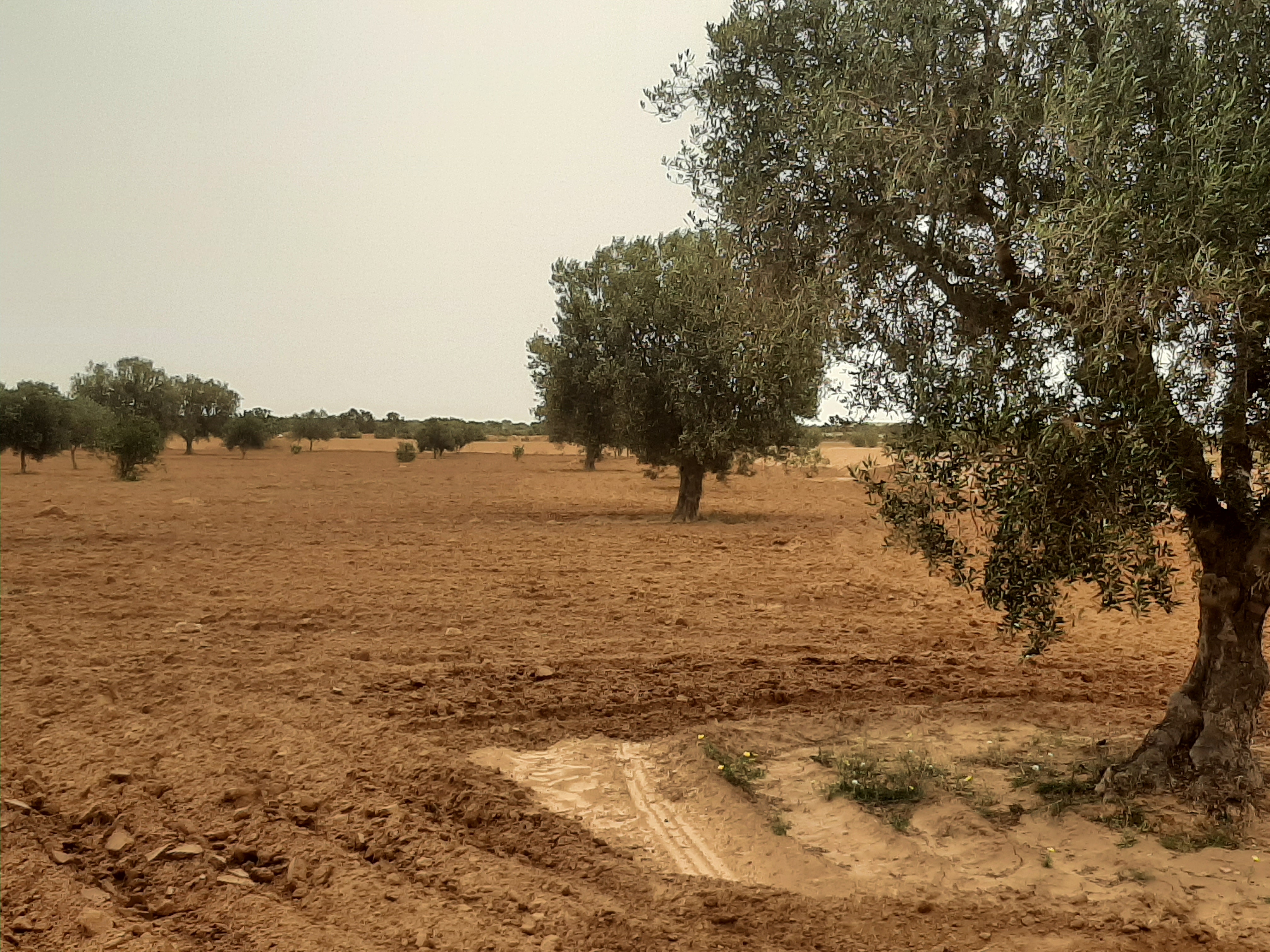 Sfax Sud El Ain Terrain Terrain agricole 18 marja3 zitou louz