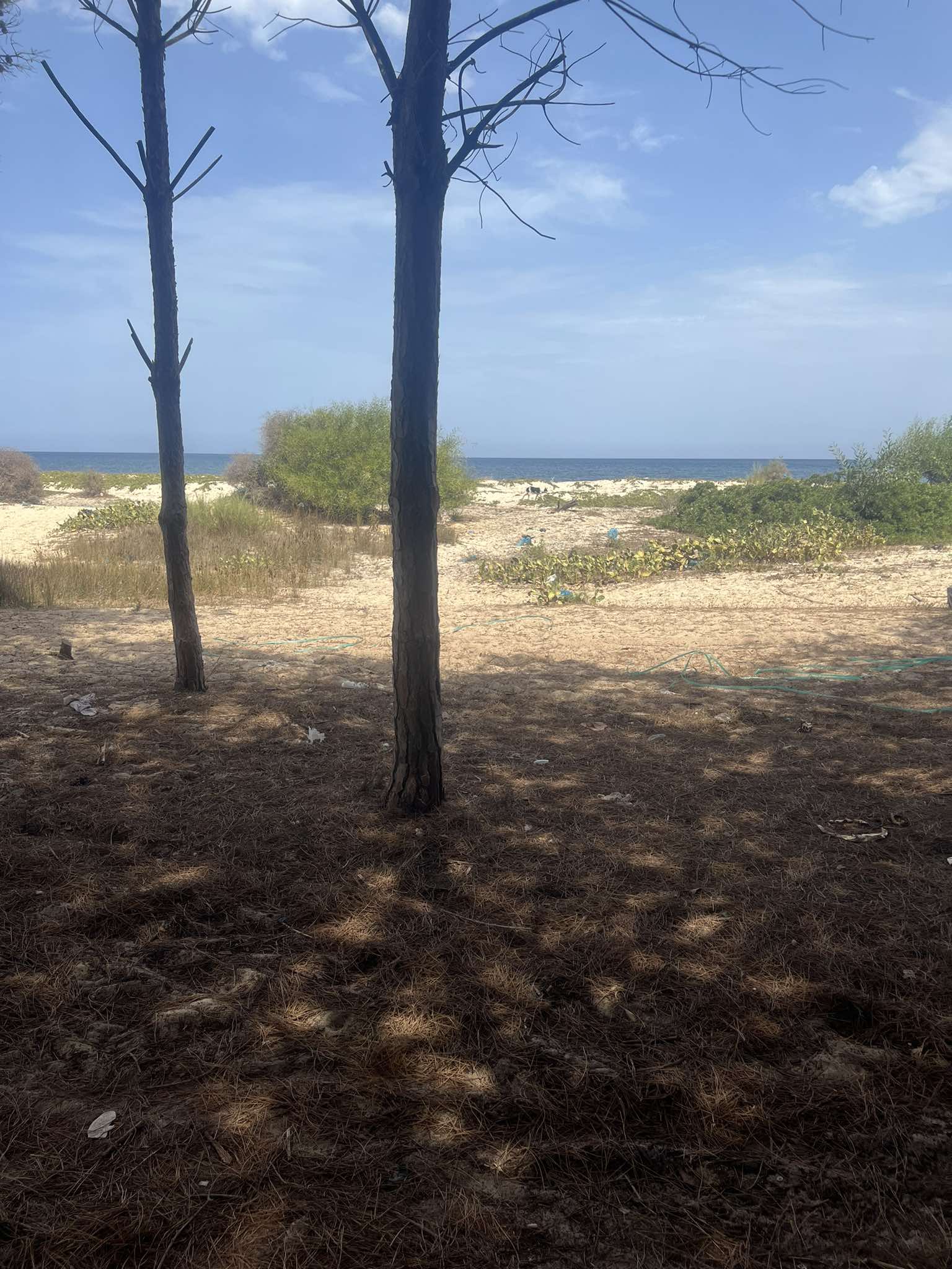 Ras Jebel Ras Jebel Terrain Terrain agricole Terrain unique 4 h  ras jebel plage vue sur mer