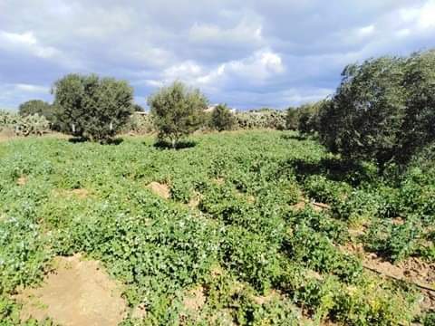 Akouda Chatt Meriem Terrain Terrain agricole Terrain vue de mer  foukaia chott meriam