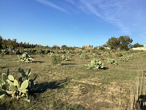 Bou Argoub Borj Hafaiedh Terrain Terrain agricole Senia  studio et depot  8 km de hammamet