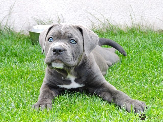 La Marsa Cite El Khalil Chiens Autre Chiots cane corso gris clair