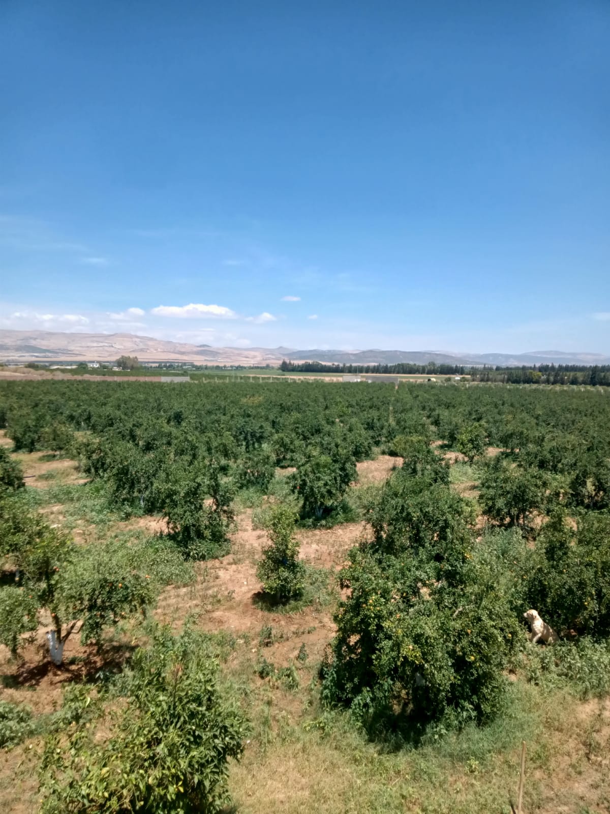 Mejez El Bab Mejez El Bab Terrain Terrain agricole Ferme  mjez el beb