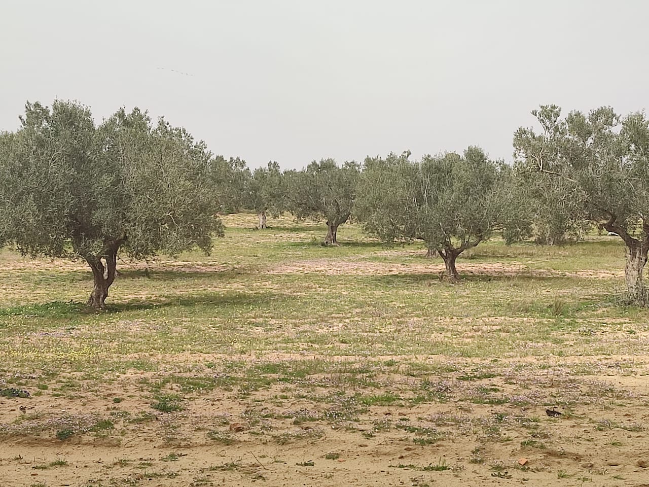 Nabeul Nabeul Terrain Terrain agricole Terrain agricole pour votre futur investissement