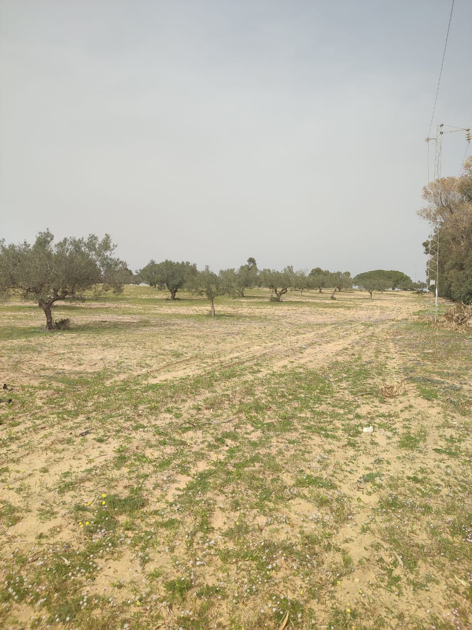 Nabeul Nabeul Terrain Terrain agricole Terrain agricole pour votre futur investissement