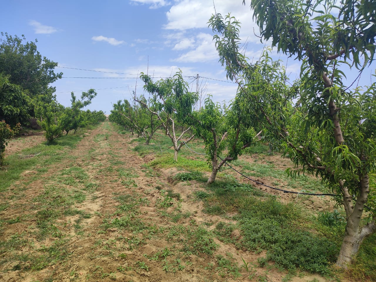 Kelibia Kelibia Terrain Terrain agricole Terrain agricole clotur a kelibia