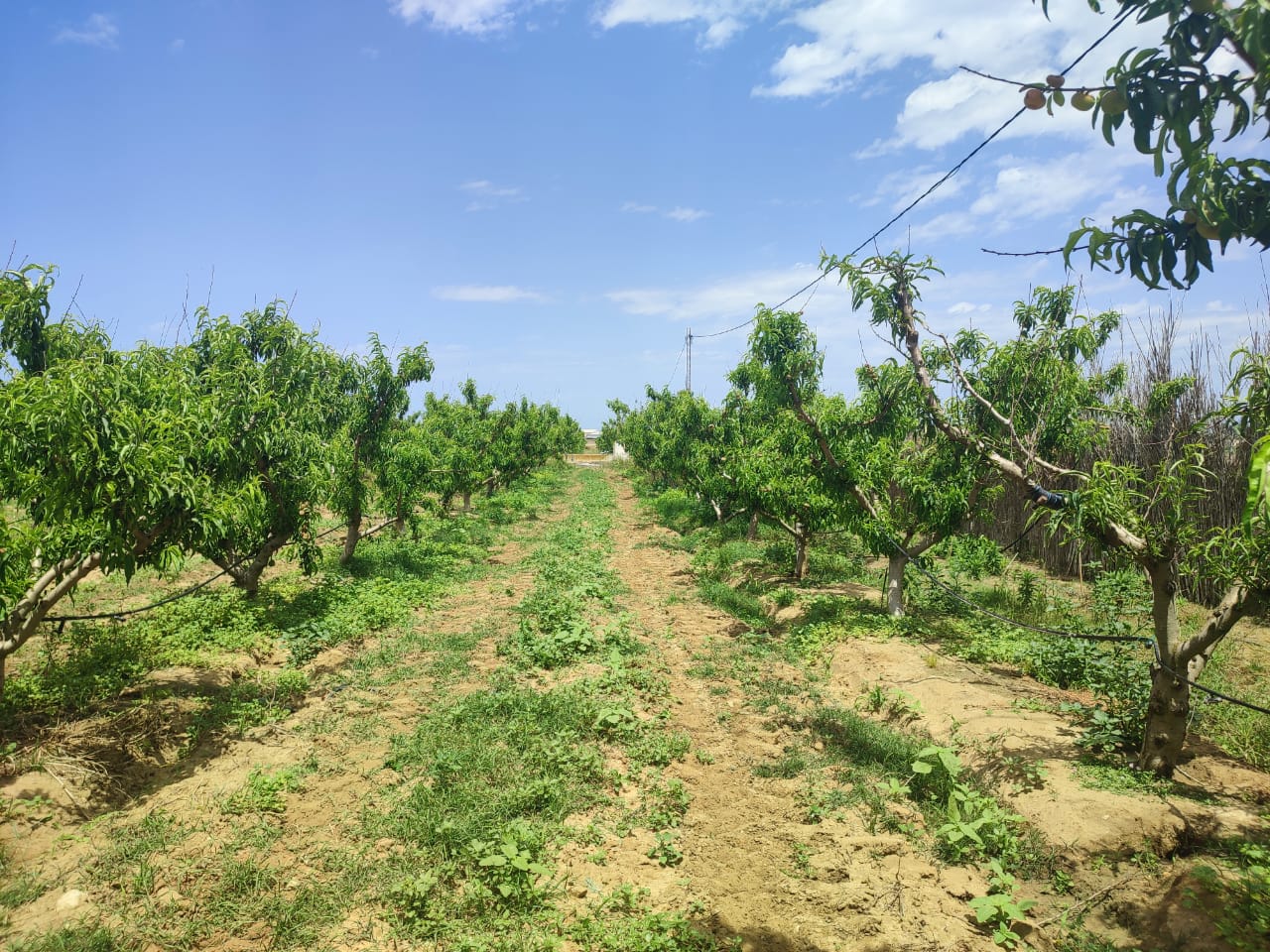 Kelibia Kelibia Terrain Terrain agricole Terrain agricole clotur a kelibia