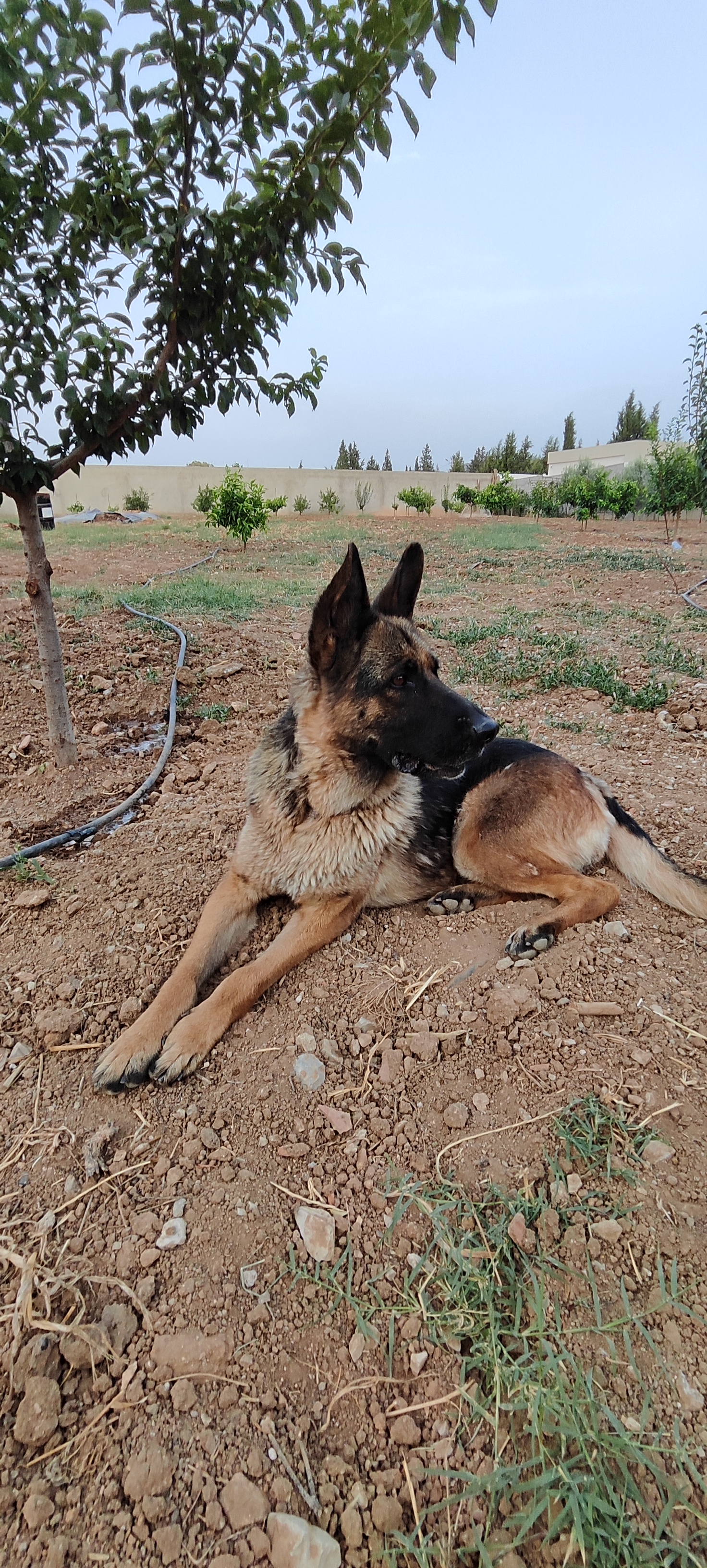 Mornag Tarhouna 1 Chiens Autre Une femelle berger allemand