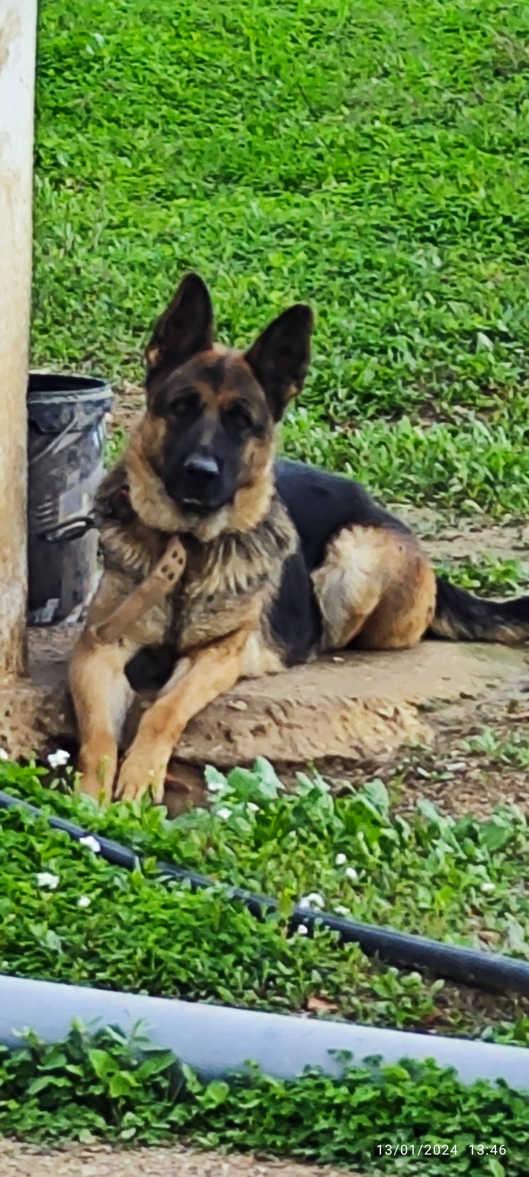 Mornag Tarhouna 1 Chiens Autre Une femelle berger allemand