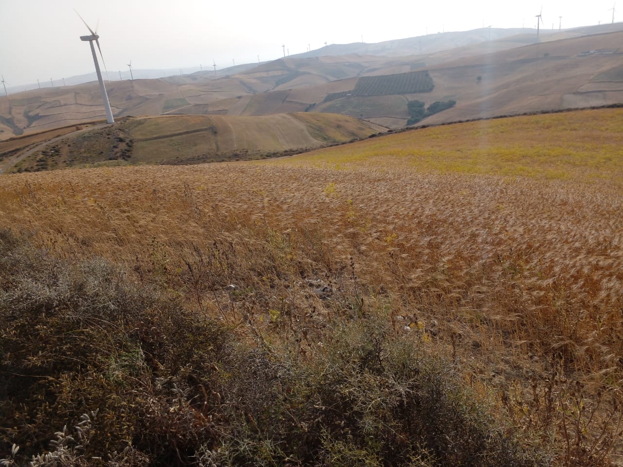 Ras Jebel Ras Jebel Terrain Terrain agricole Titre bleu