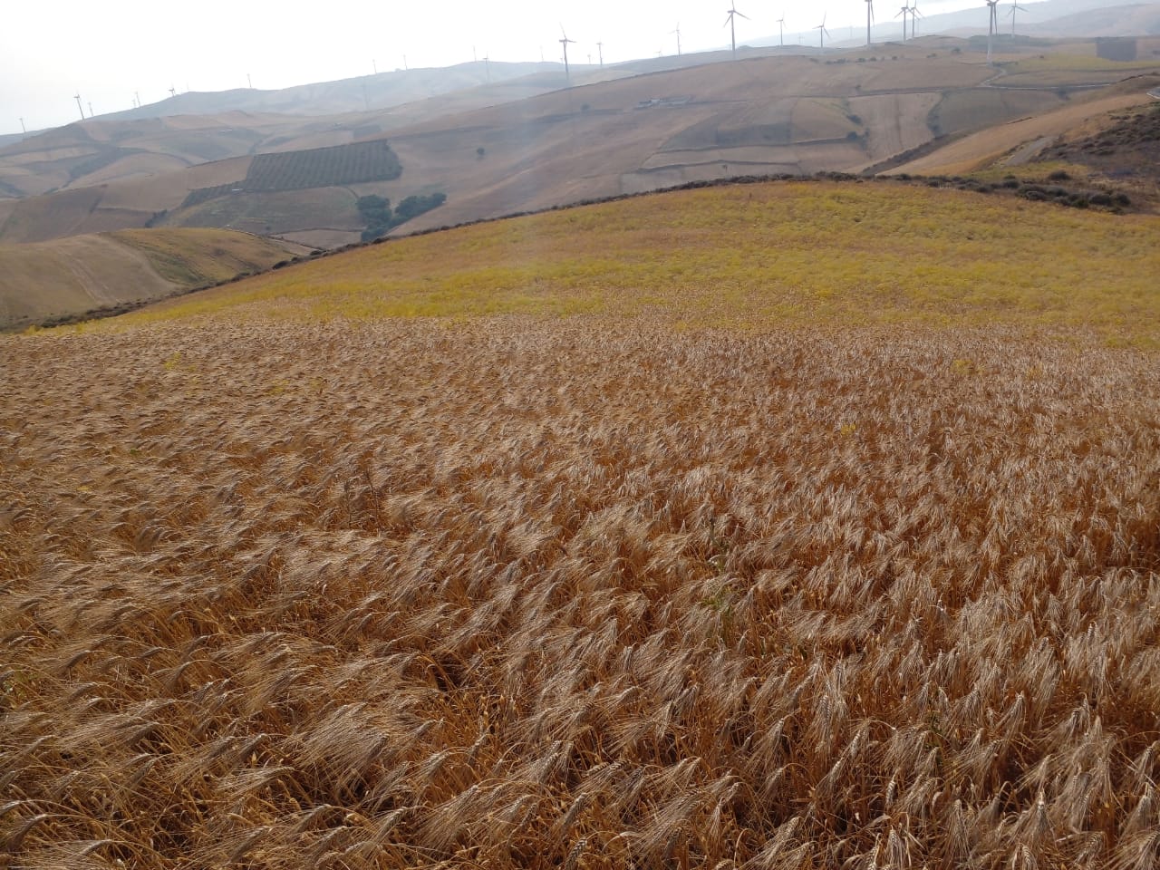 Ras Jebel Ras Jebel Terrain Terrain agricole Titre bleu