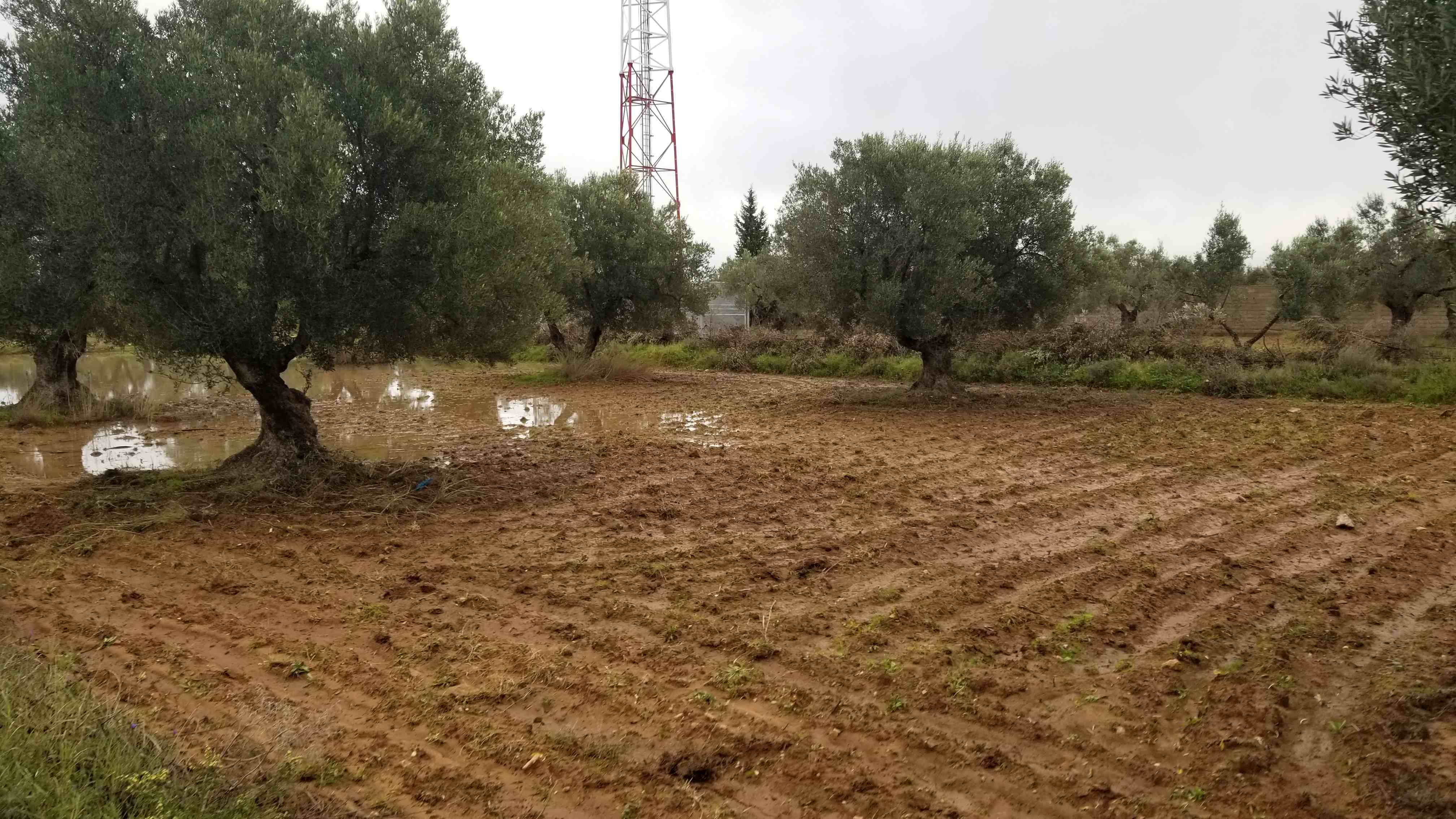 Sahline Sahline Terrain Terrain agricole Beau terrain d'oliviers