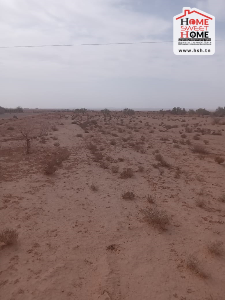 Gafsa Sud Gafsa Terrain Terrain agricole Terrain agricole campanule  gafsa