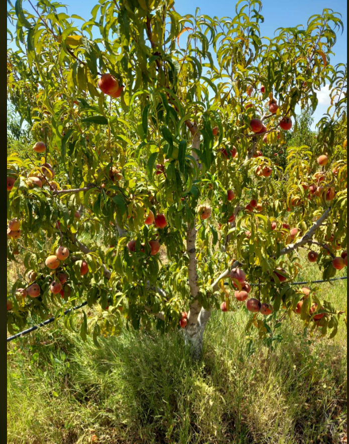 Sbeitla Echraya Terrain Terrain agricole Terrain agricole irrigu seniya 31h et 2872 m2