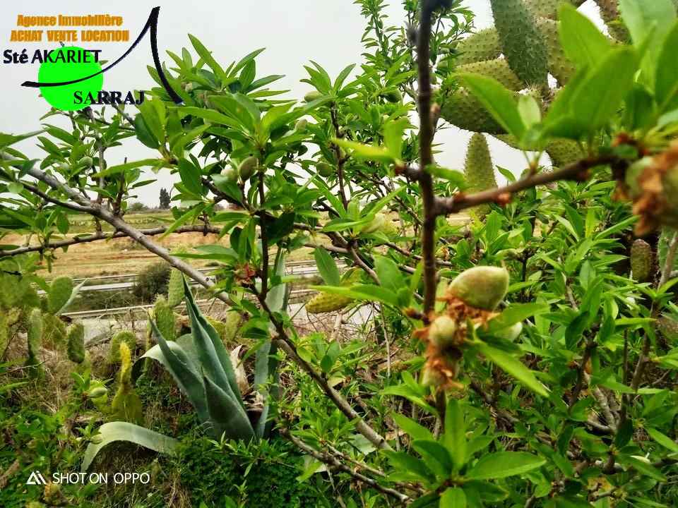 Kalaa El Kebira Kalaa El Kebira Terrain Terrain agricole Terrain agricole cltur 800m  kalaa kebira